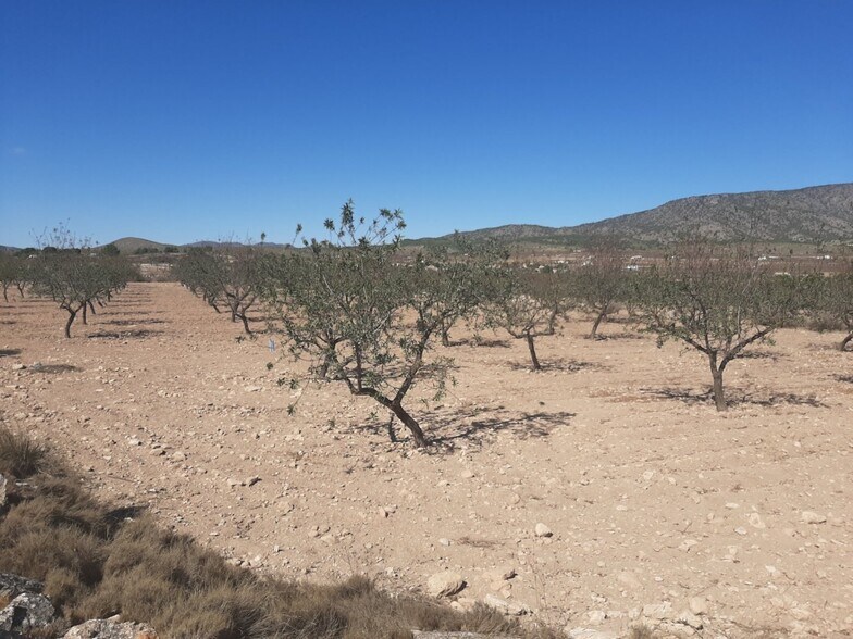 Land in PINOSO for sale - Building Photo - Image 2 of 3