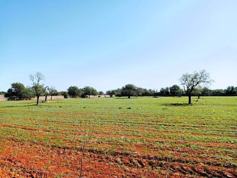 Land in Santanyí, Islas Baleares for sale Aerial- Image 1 of 5