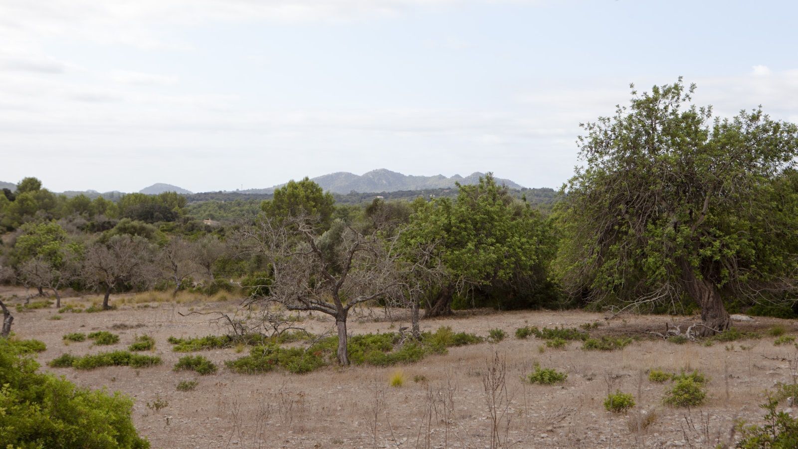 Land in Artà for sale Building Photo- Image 1 of 24