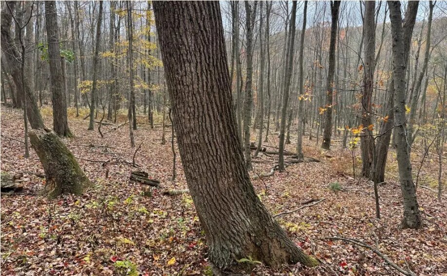 Coles Valley rd, Robertsdale, PA for sale - Other - Image 3 of 4