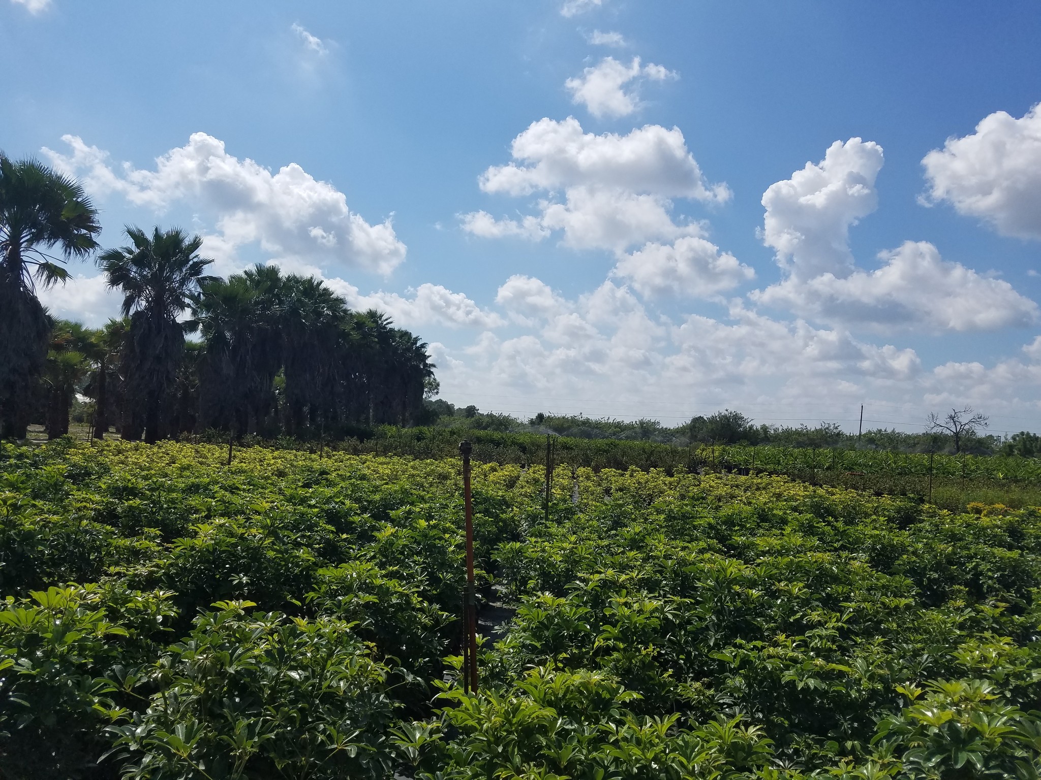 20940 Six L's Farm Rd, Estero, FL for sale Primary Photo- Image 1 of 1