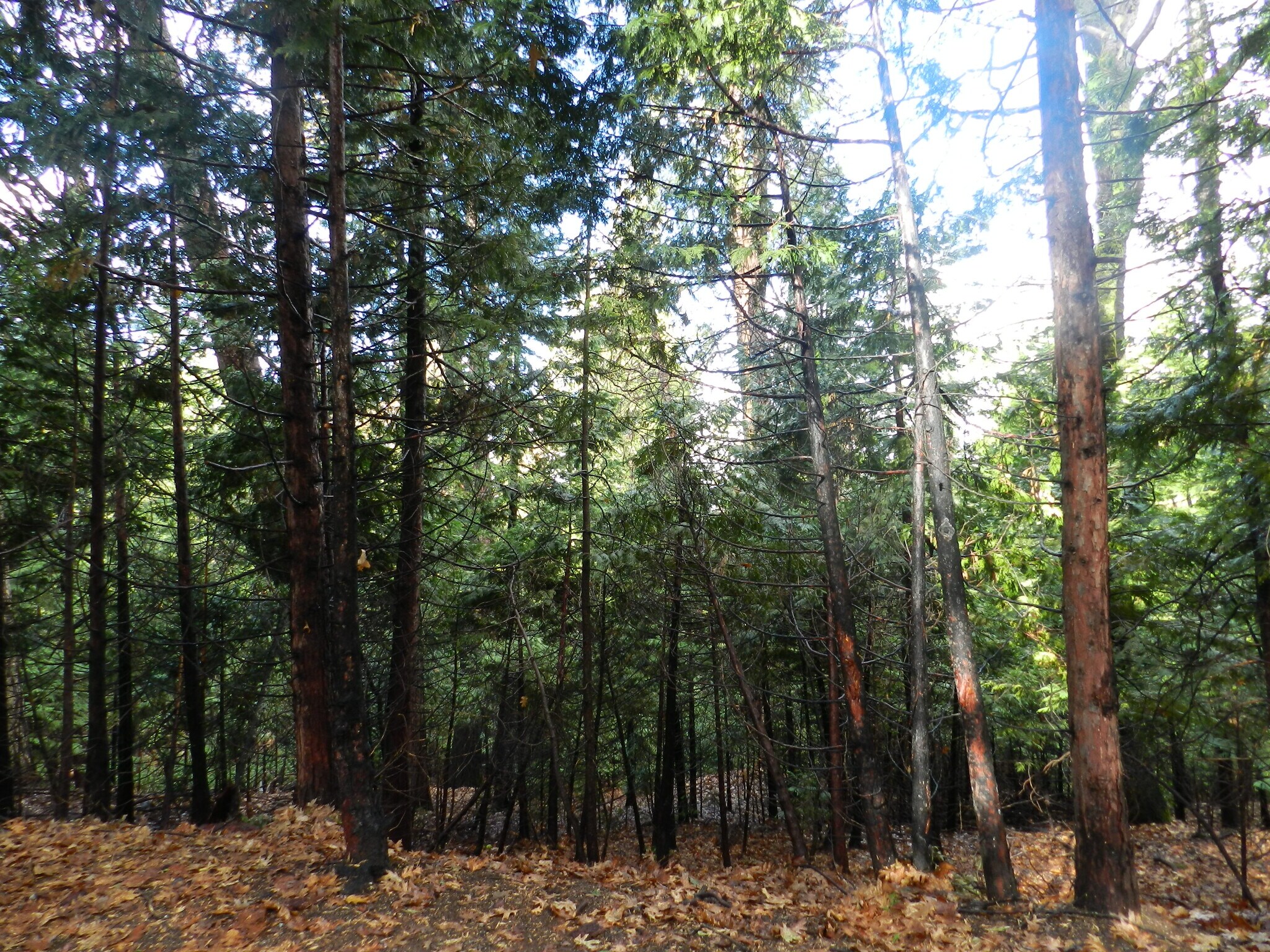 Hitching Post Rd, Sonora, CA for sale Primary Photo- Image 1 of 1