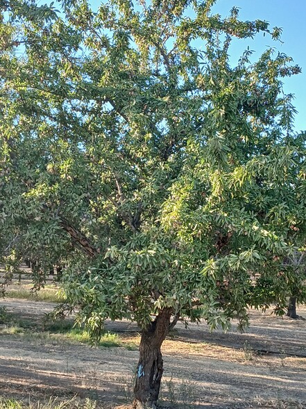 6679 Boles Road, Arbuckle, CA for sale - Primary Photo - Image 1 of 4