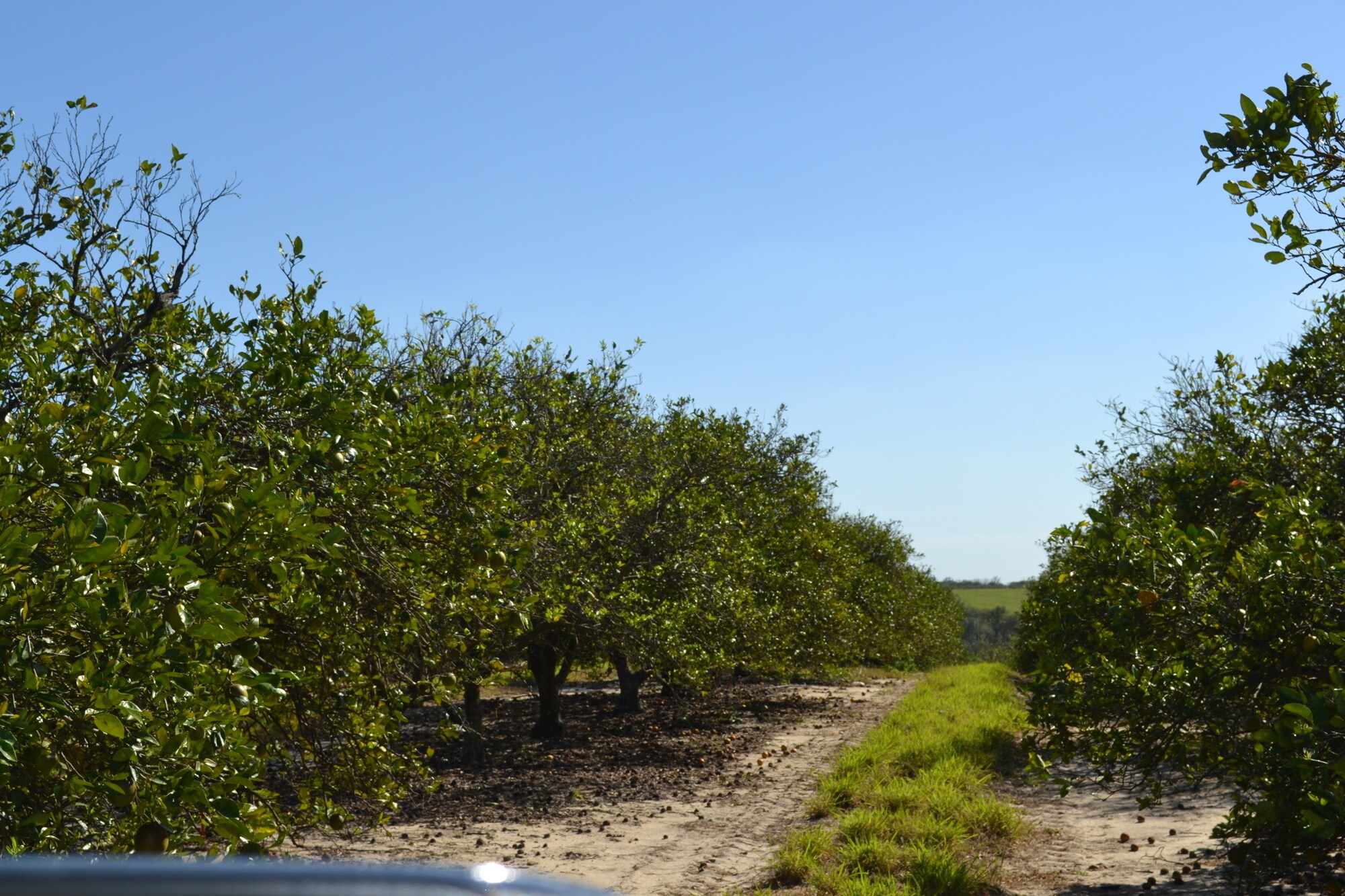 Albritton Road, Bartow, FL 33830 Sand Lake Grove