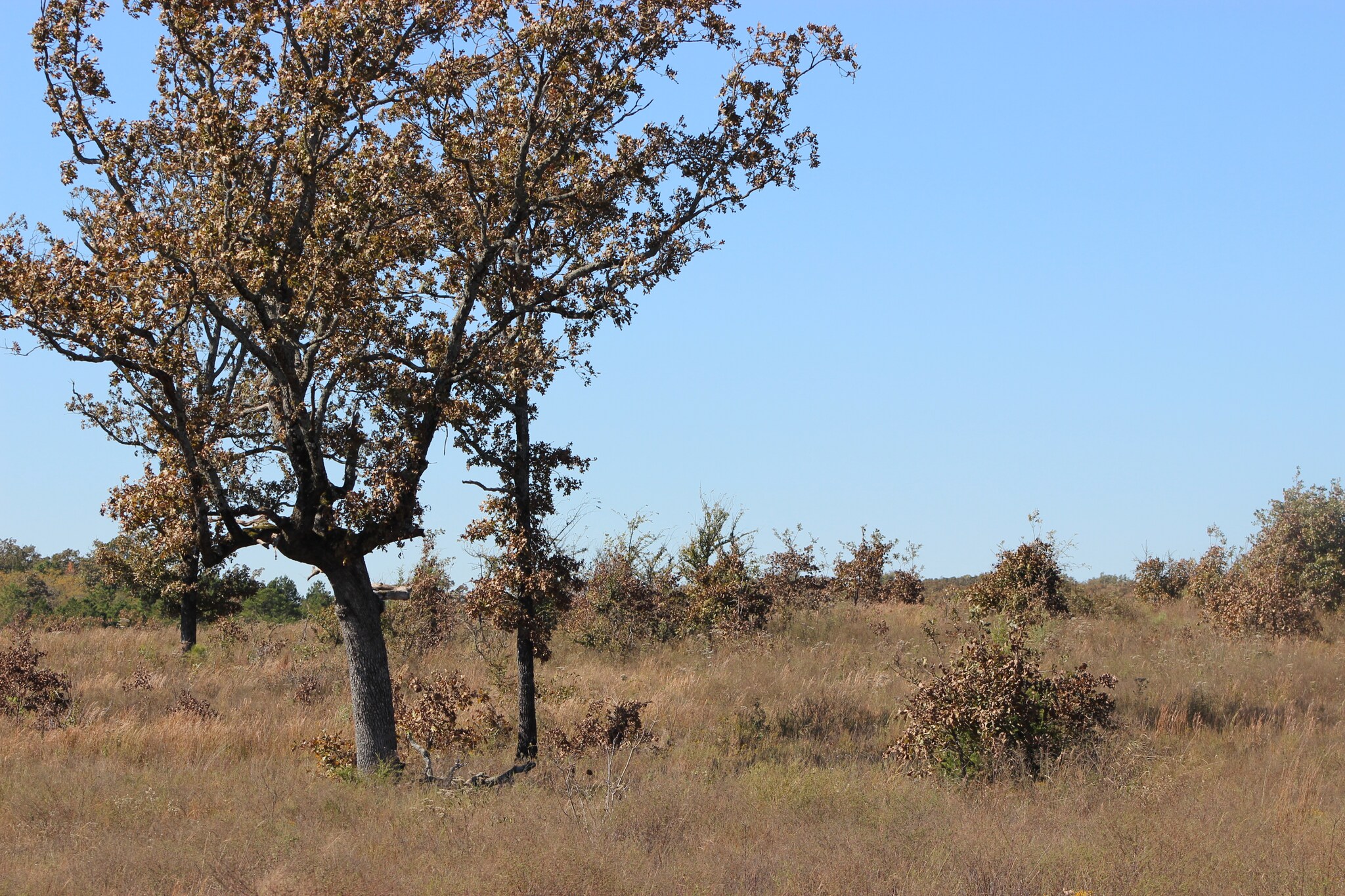 Tbd S Forrest Hill Rd, Atoka, OK for sale Primary Photo- Image 1 of 1