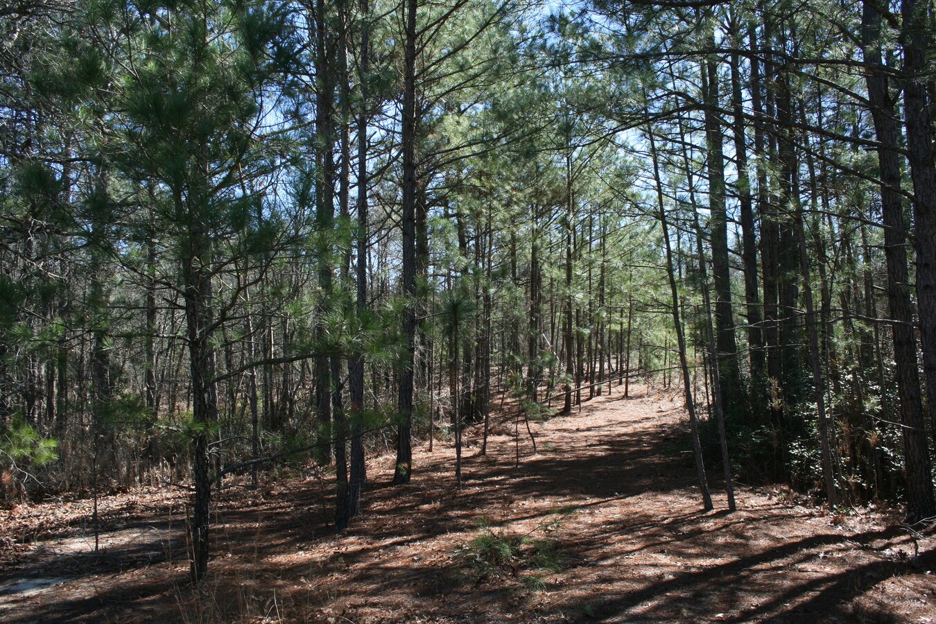 0 Hoffman Rd, Jackson Springs, NC 27281