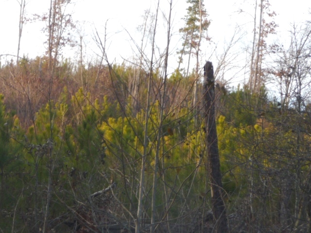 Buchanan Hwy, Dallas, GA for sale - Primary Photo - Image 2 of 8