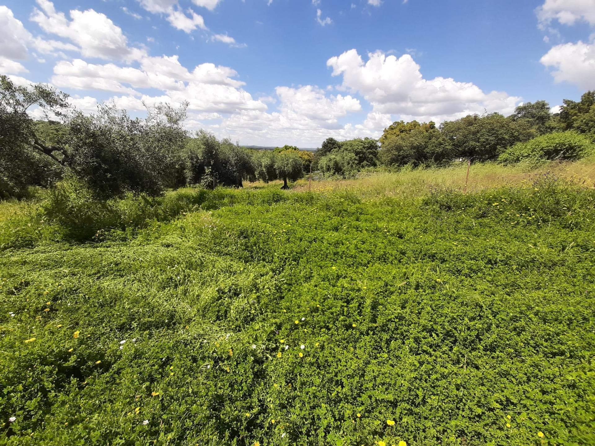 Land in Santa Ana for sale Building Photo- Image 1 of 24