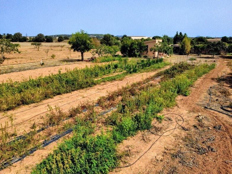 Land in Porreres, Islas Baleares for sale - Building Photo - Image 3 of 19