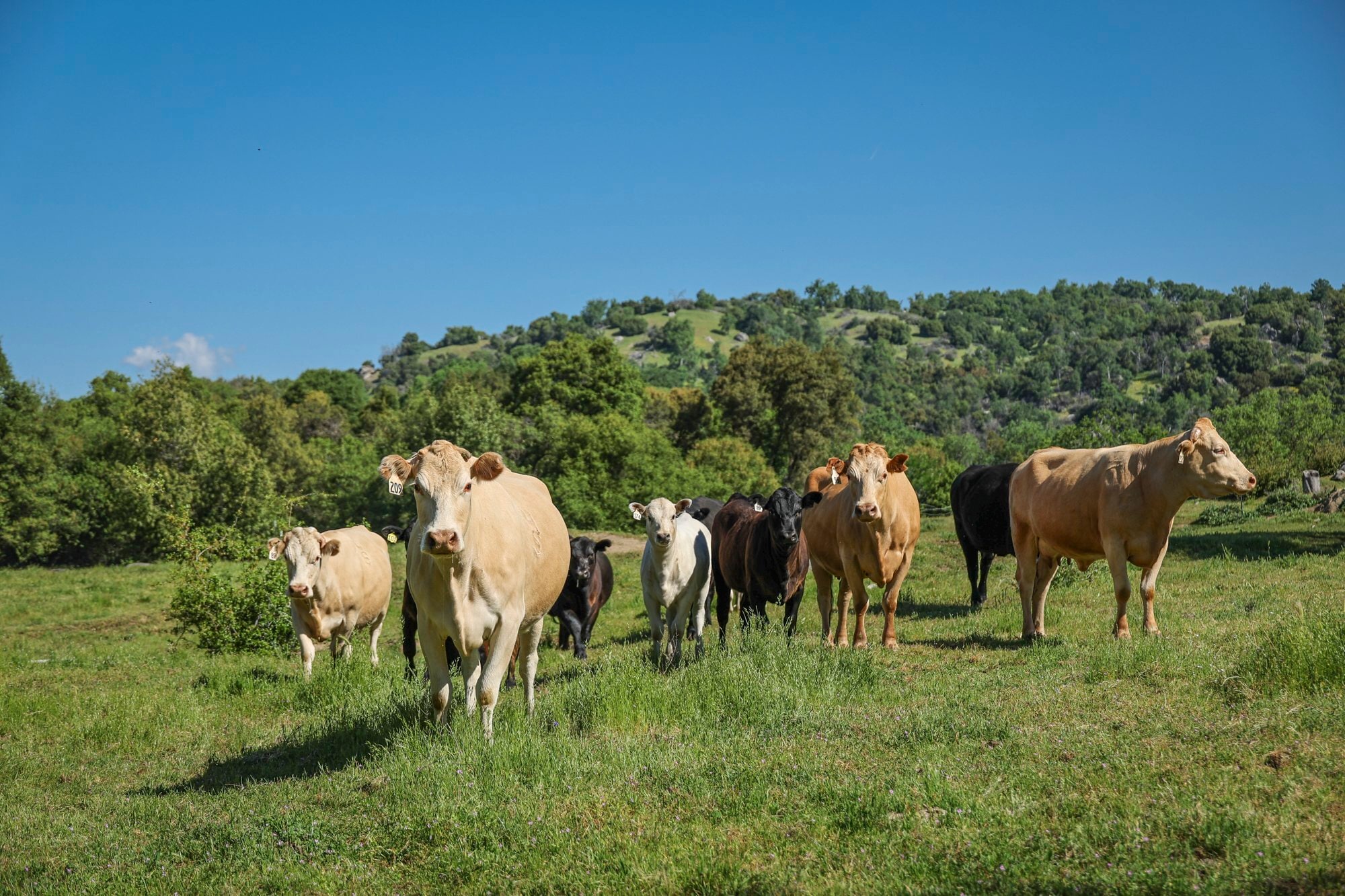 Dry Creek Drive, Badger, CA for sale Building Photo- Image 1 of 24