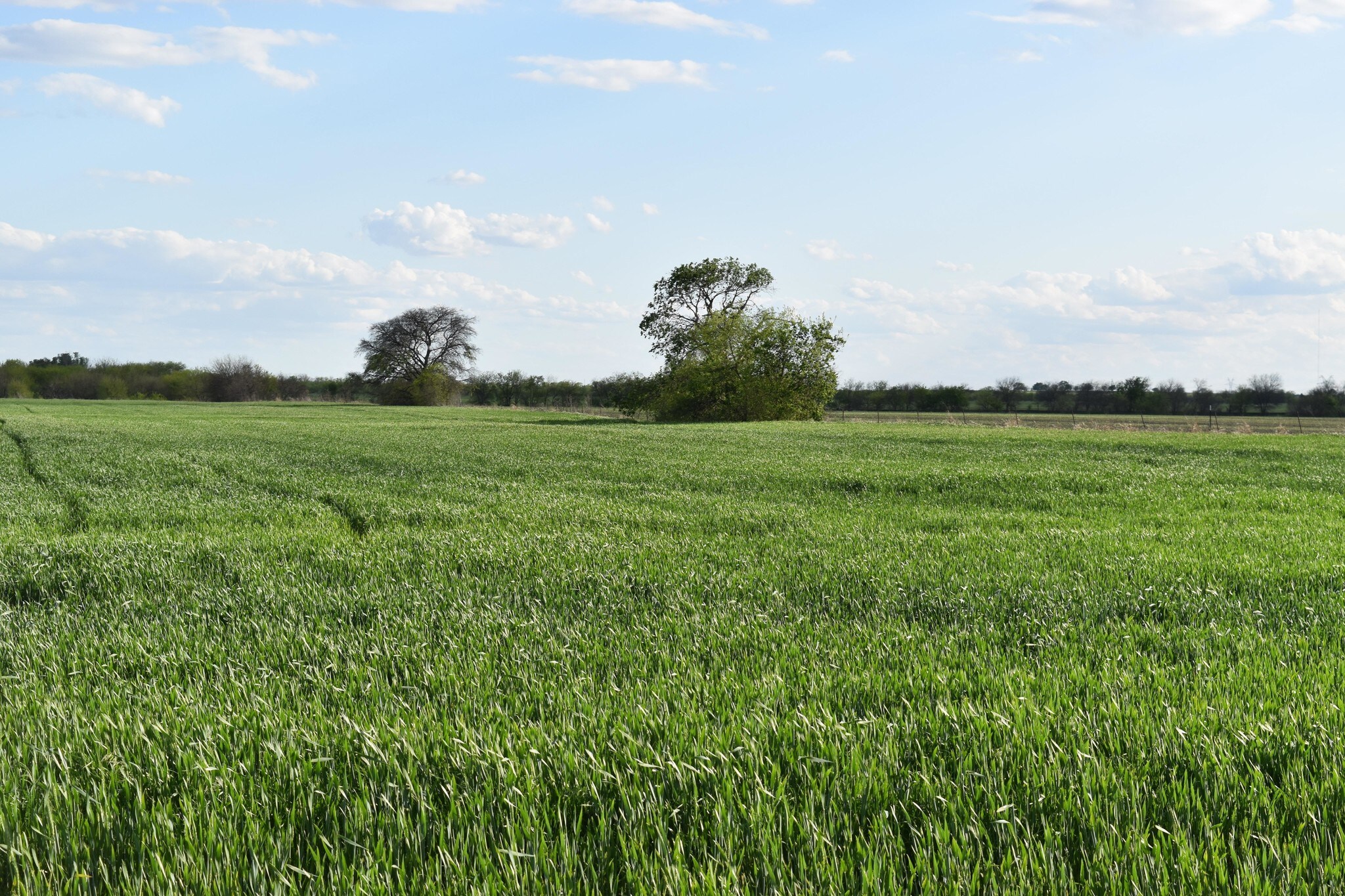 Wyatt Rd, Howe, TX for sale Primary Photo- Image 1 of 1