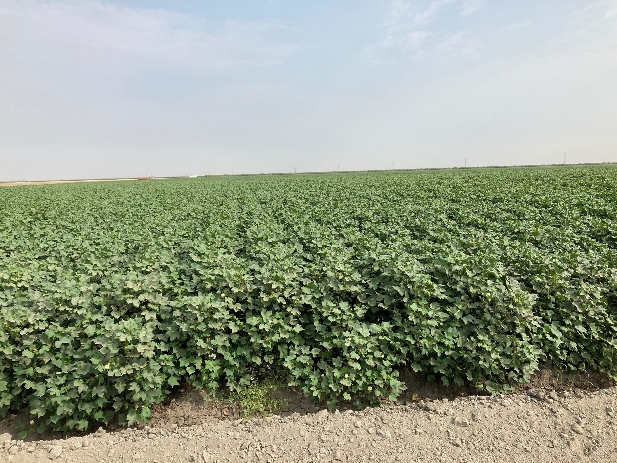 Highway 43 & Rd, Corcoran, CA for sale Building Photo- Image 1 of 1