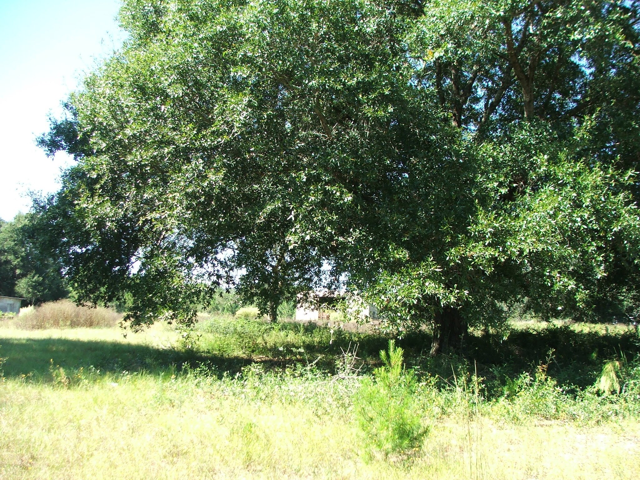 0 Earl Kennedy Rd, Crestview, FL for sale Building Photo- Image 1 of 1