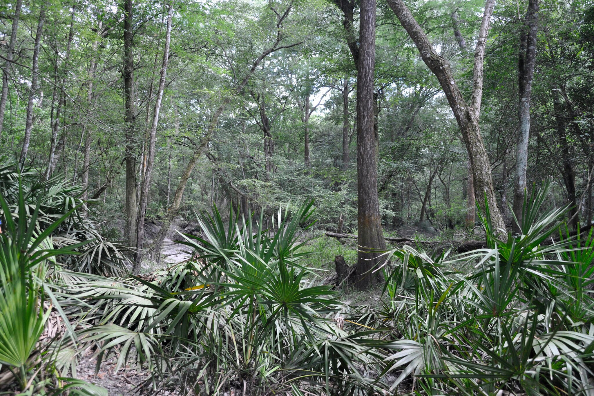 14096 Ruben Crawford Rd, Macclenny, FL 32063 9.77 Acres in MacClenny