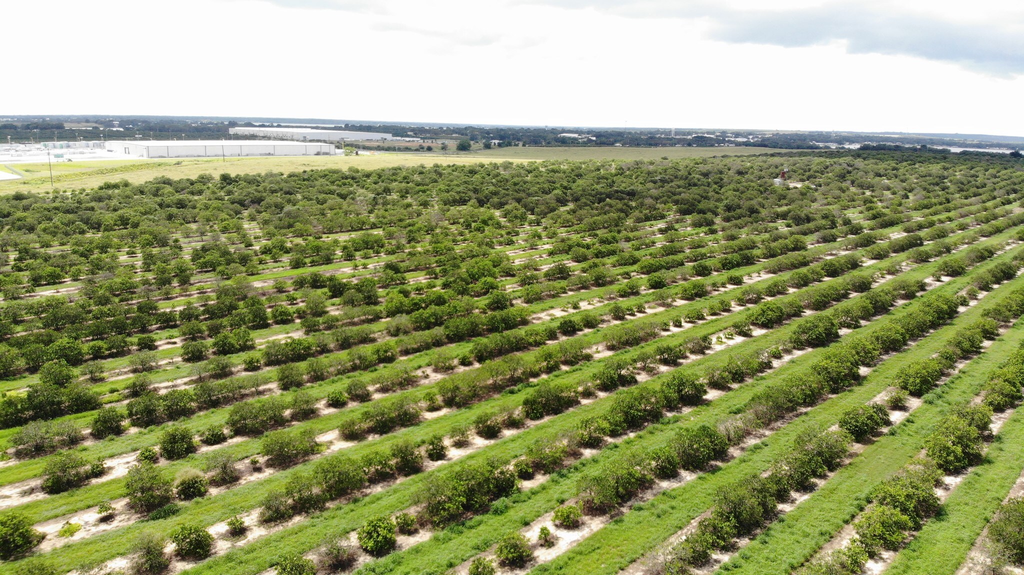 T S Wilson Rd, Frostproof, FL for sale Primary Photo- Image 1 of 1