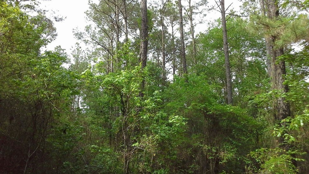 6 Acres In Tyler County Tx, Woodville, TX 75979