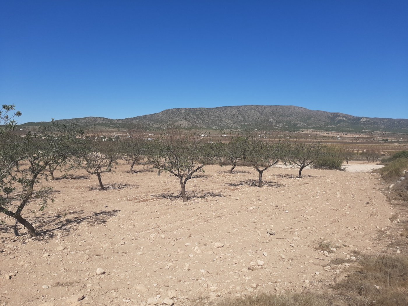 Land in PINOSO for sale Building Photo- Image 1 of 4