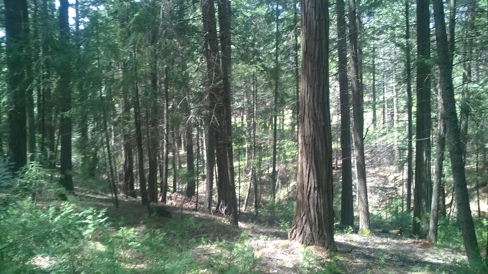 9401 Grizzly Flat Rd, Grizzly Flats, CA 95636