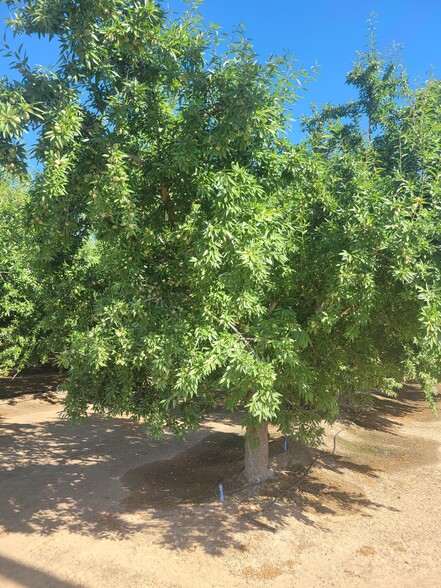 Griffith Ave, Shafter, CA for sale - Primary Photo - Image 1 of 4