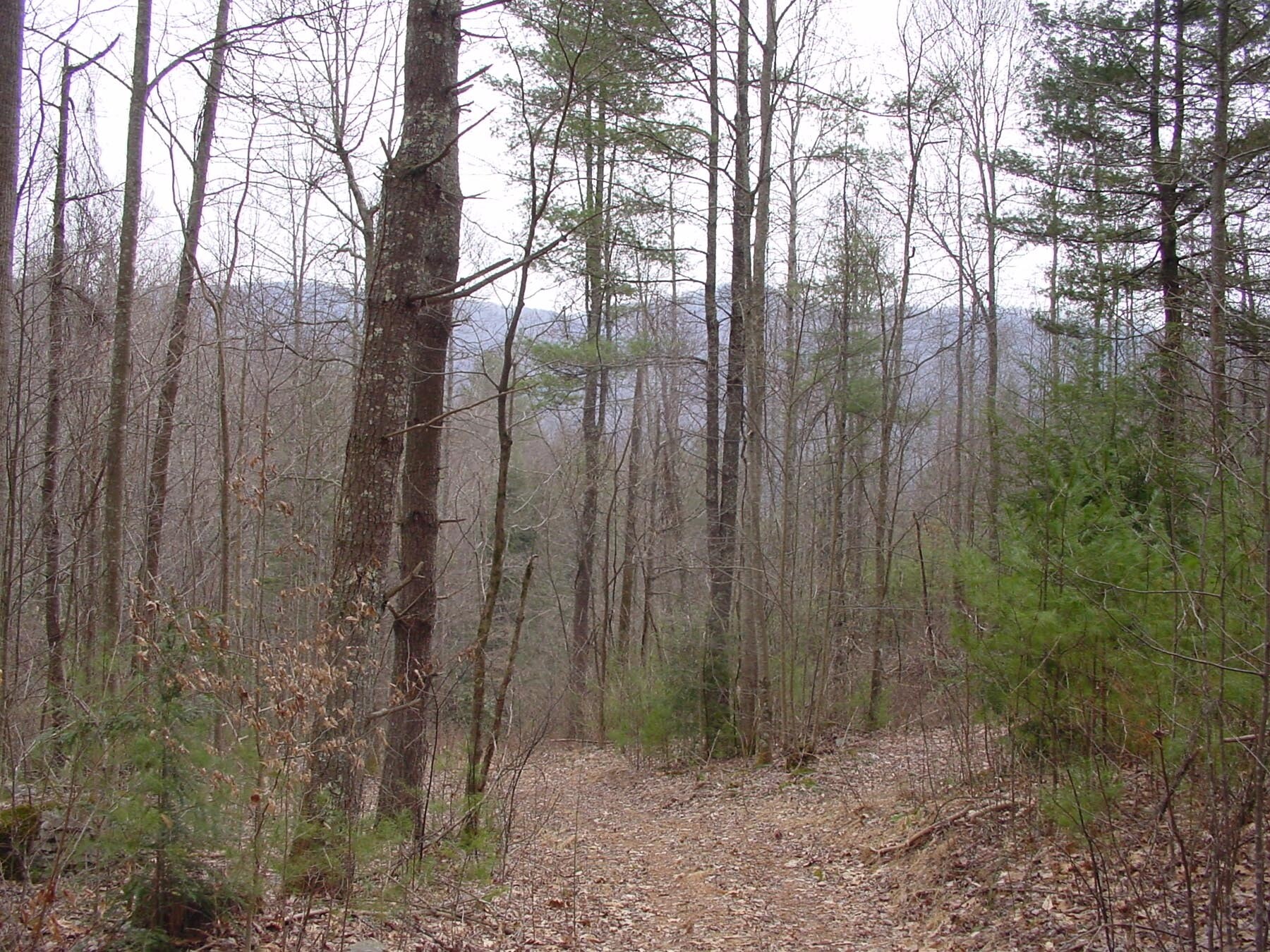 999 Hickory Log Rd, Marshall, NC for sale Primary Photo- Image 1 of 1