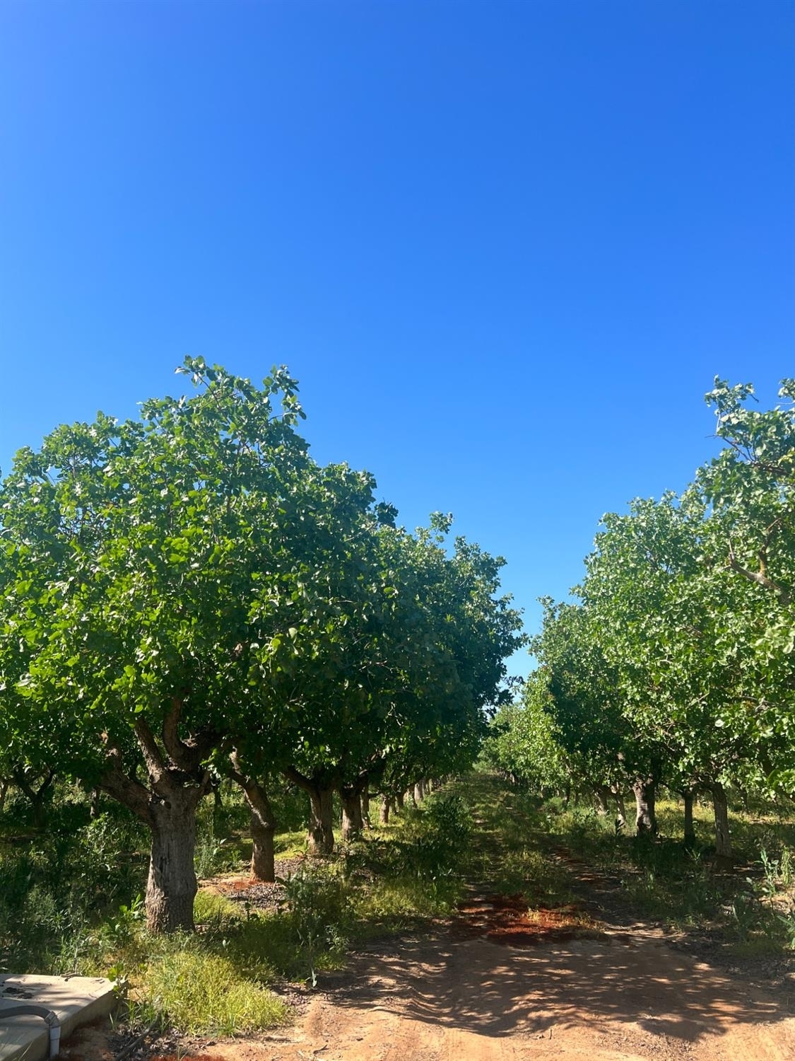 1 Road 36, Madera, CA for sale Primary Photo- Image 1 of 3