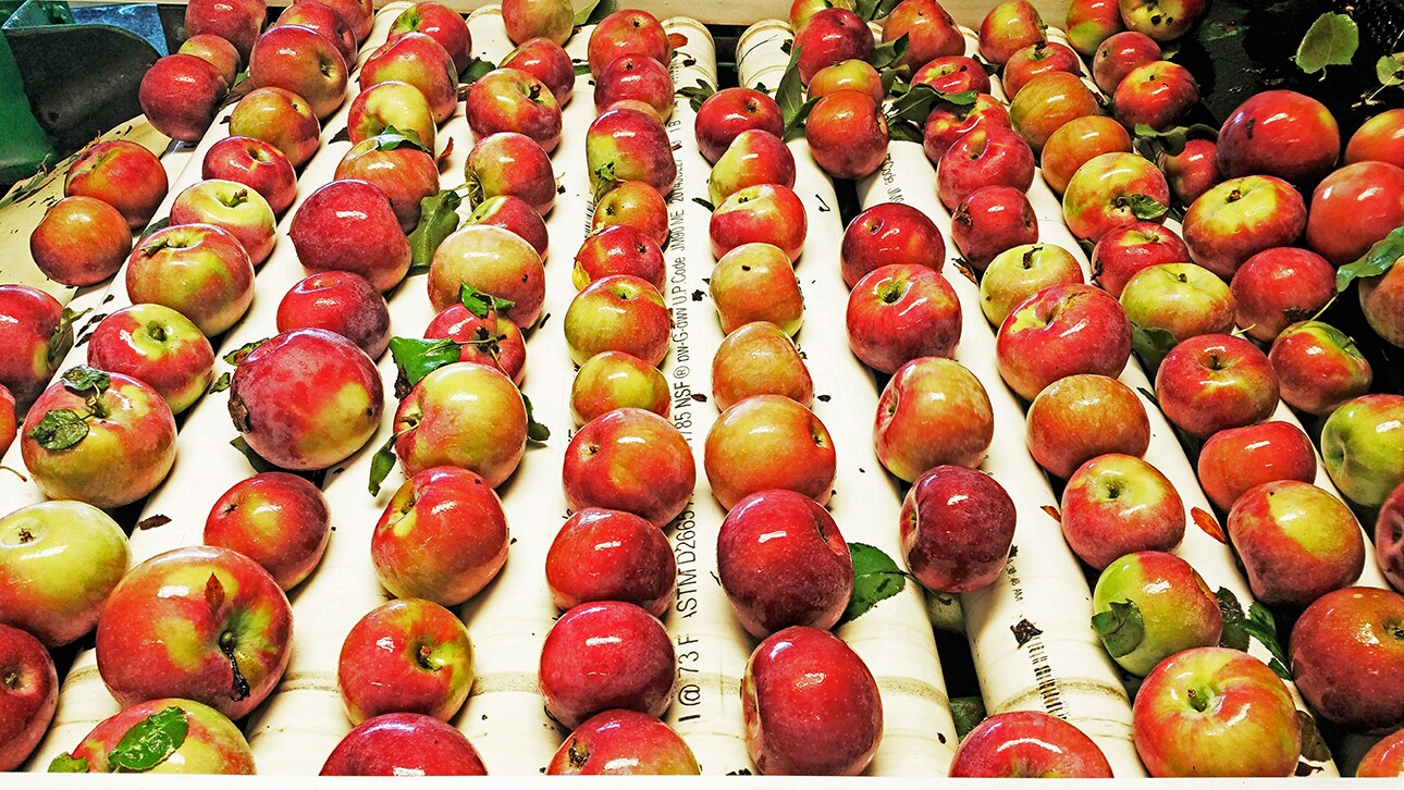 23 Bingham Rd, Marlboro, NY 12542 Truncali Farms