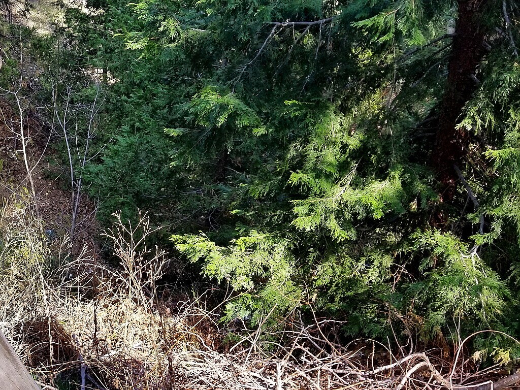 0 HOOK CREEK Rd, Cedar Glen, CA 92321