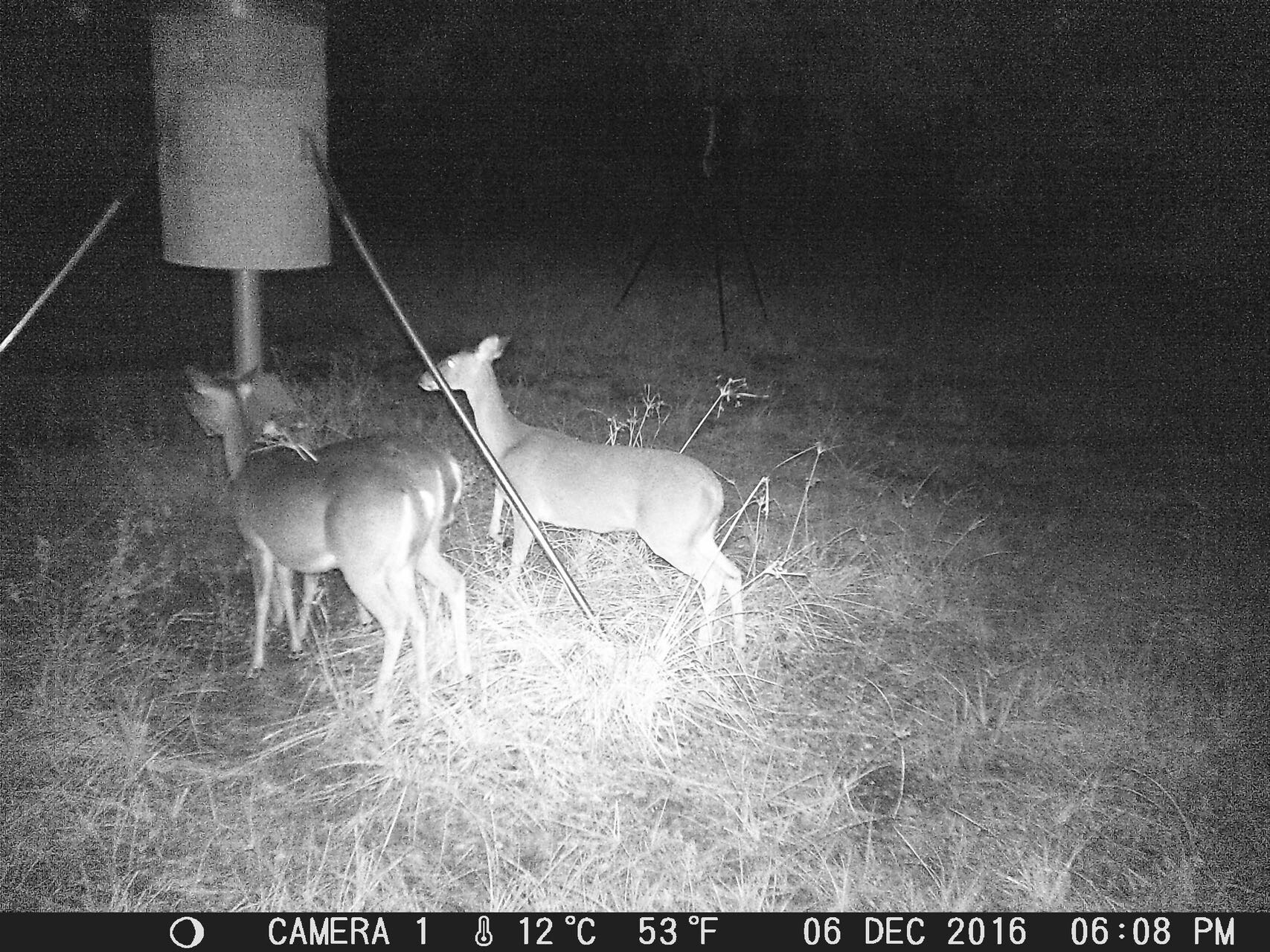 4636 Highway 71, Columbus, TX 78934 Land for Sale