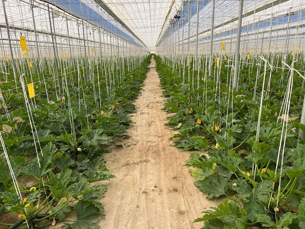 Land in Níjar, Almería for sale Building Photo- Image 1 of 31