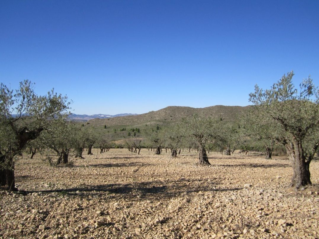 Land in Villena for sale Building Photo- Image 1 of 9