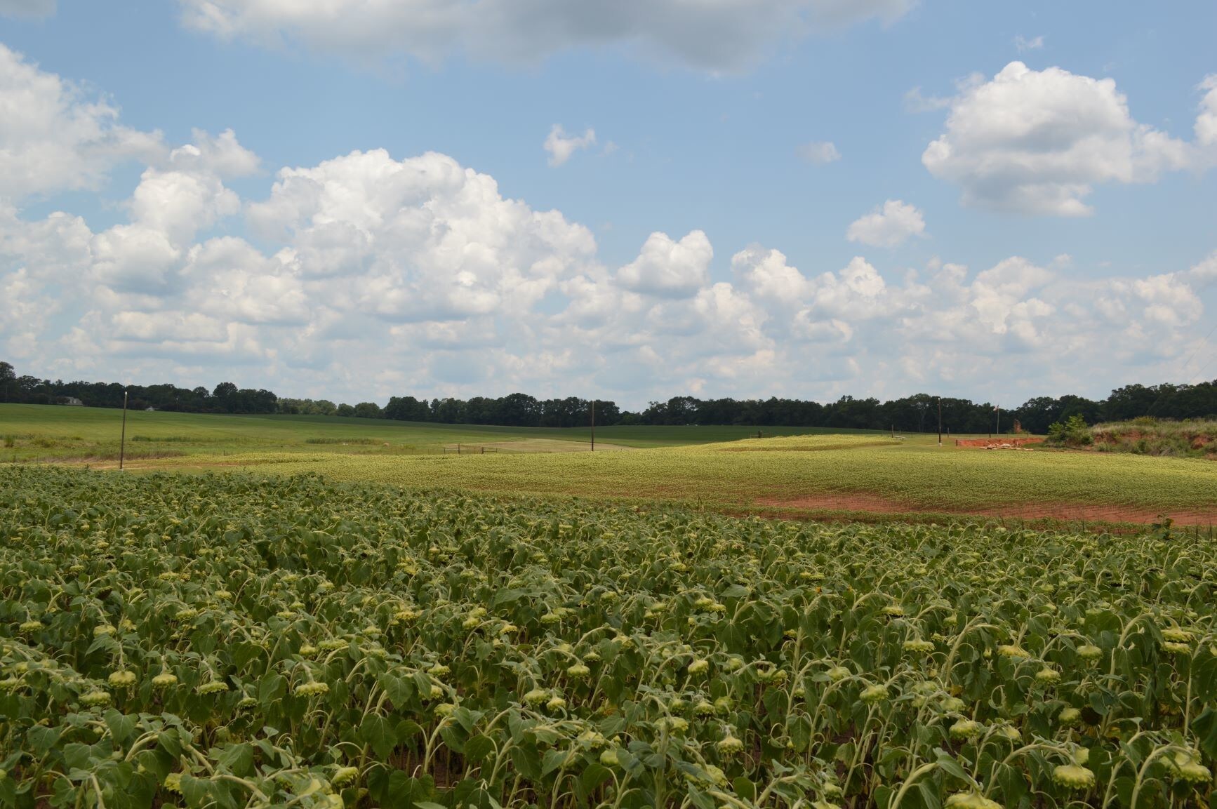 LT1 Welpine Rd, Pendleton, SC for sale Primary Photo- Image 1 of 1