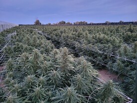 STEEL - Cannabis Warehouse