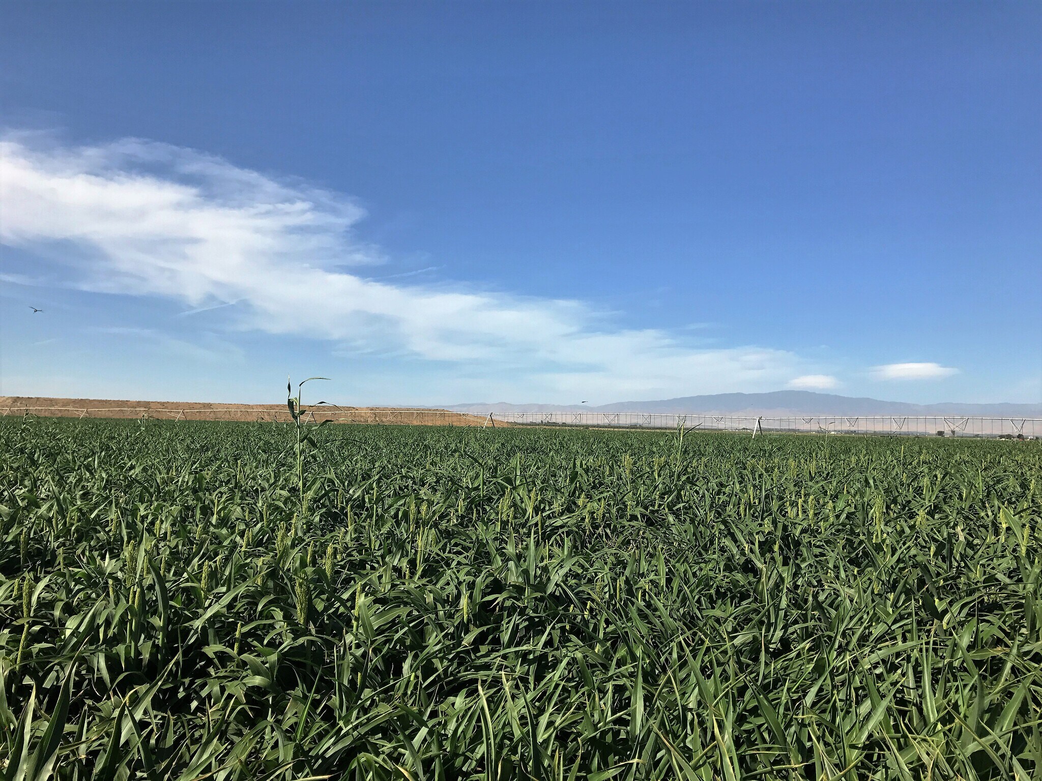 Wheeler Ridge Rd, Arvin, CA for sale Building Photo- Image 1 of 1