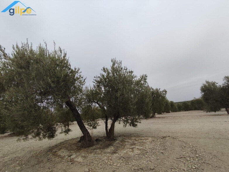 Land in Arahal for sale - Building Photo - Image 3 of 5