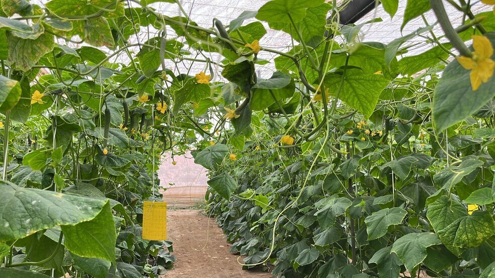 Land in Níjar, Almería for sale - Building Photo - Image 2 of 30