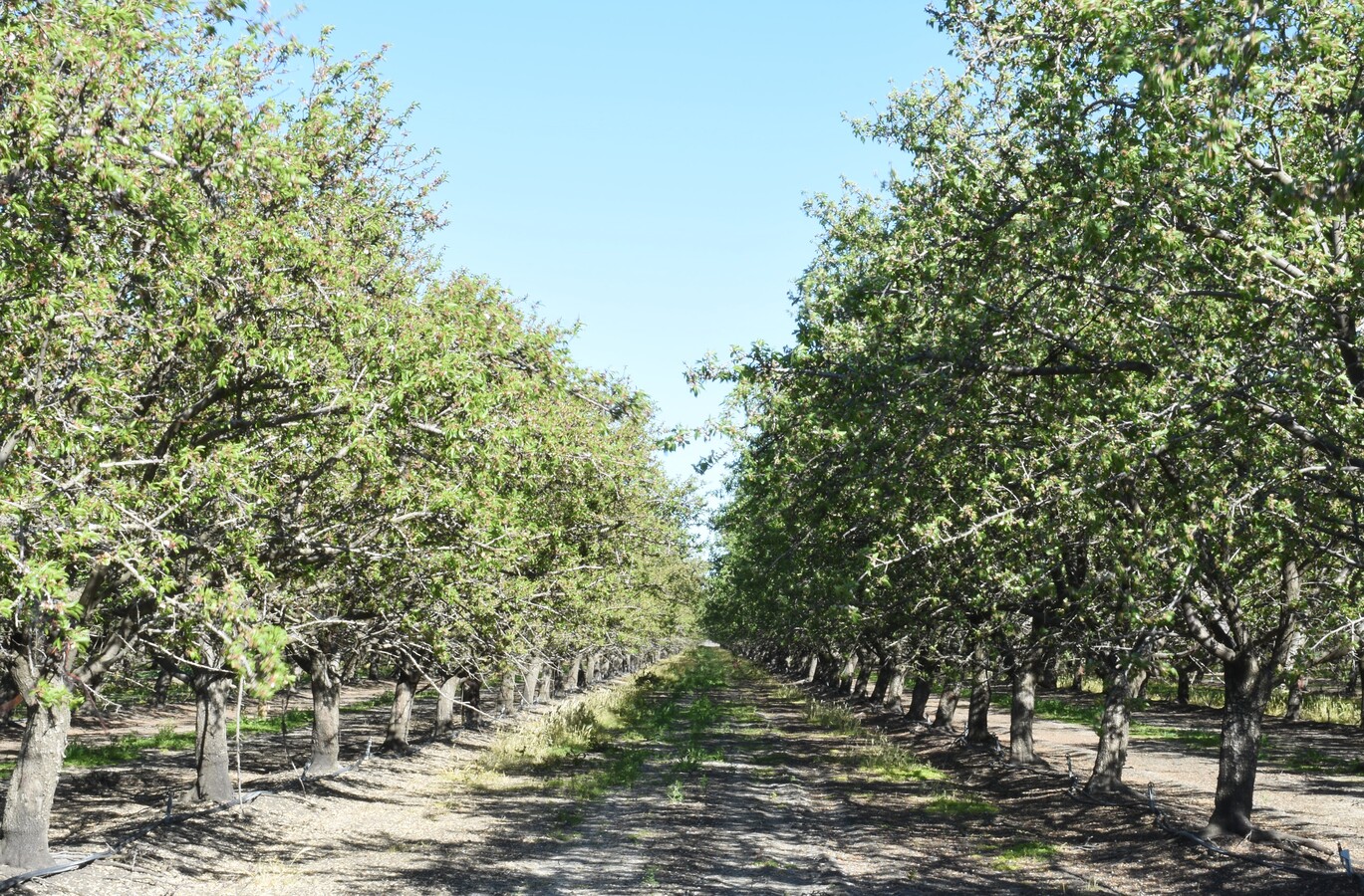 23820 W Adams Ave San Joaquin Ca 93660 12615 Ac Almonds