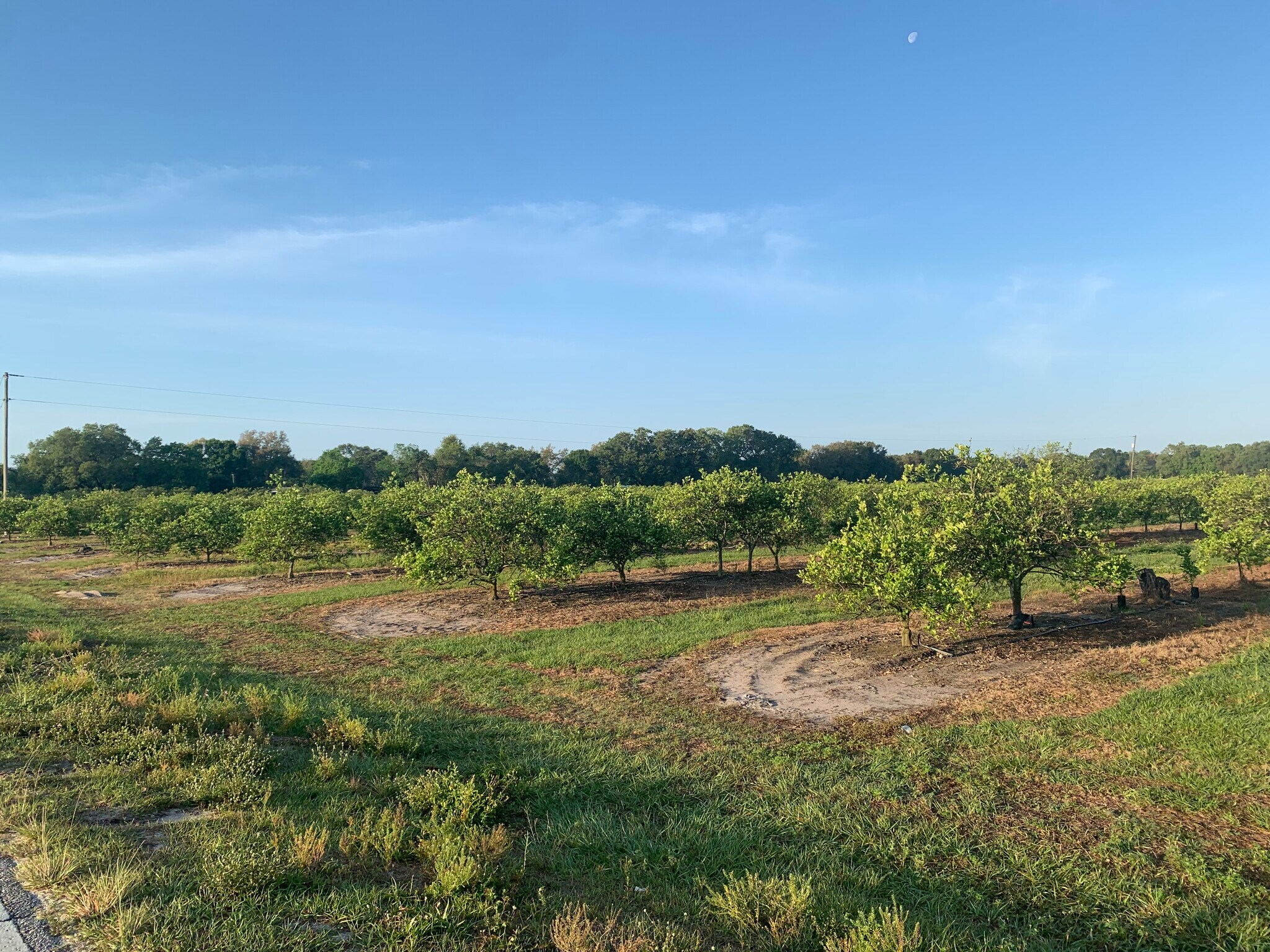 3303 SW Hillsborough Ave, Arcadia, FL for sale Primary Photo- Image 1 of 1
