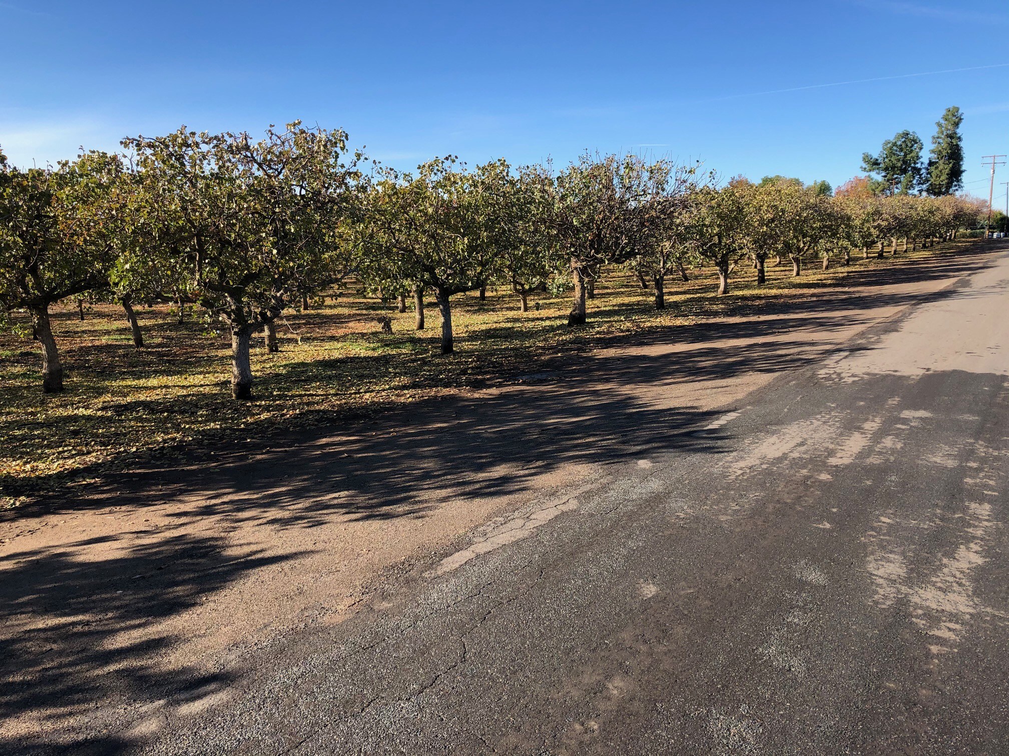 Avenue 102 Road 248, Terra Bella, CA 93270