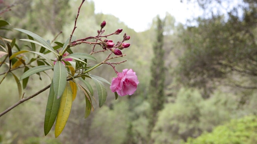 Land in Alcúdia, Islas Baleares for sale - Building Photo - Image 3 of 11