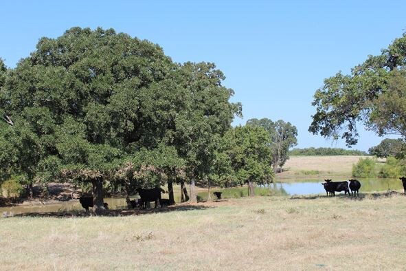 3900 County Road 401C, Alvarado, TX for sale Other- Image 1 of 1