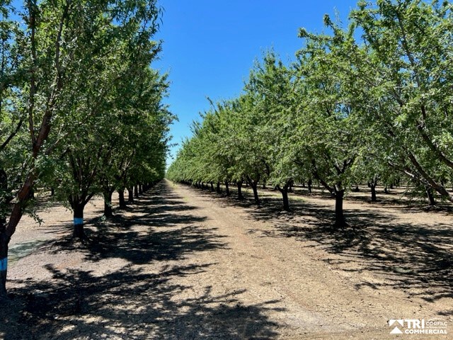 CR 87, Esparto, CA for sale Primary Photo- Image 1 of 1