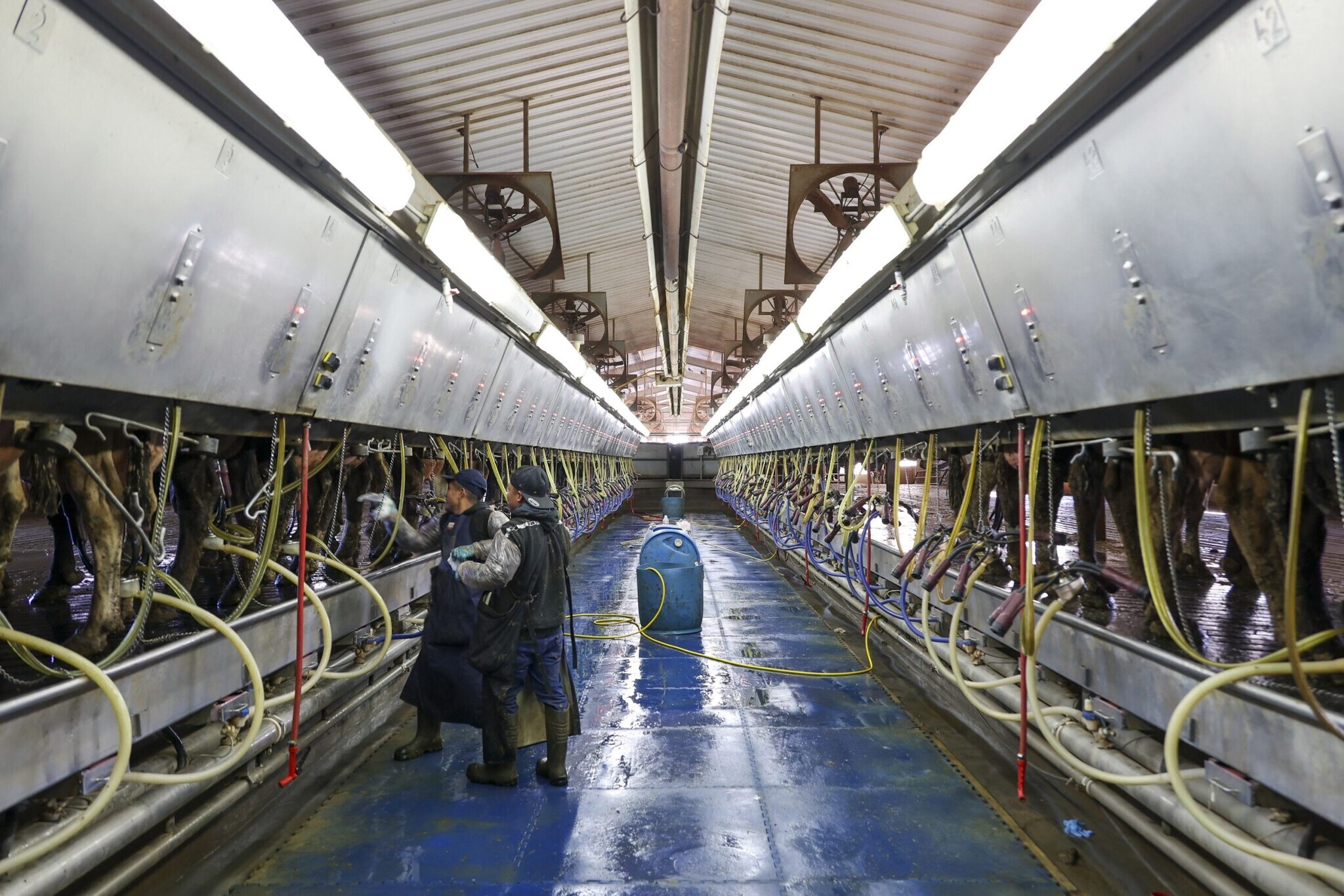 2300 Co. Rd. 628, Hart, TX 79043 +/5,360 Ac. Dairy & Farmland, Hart