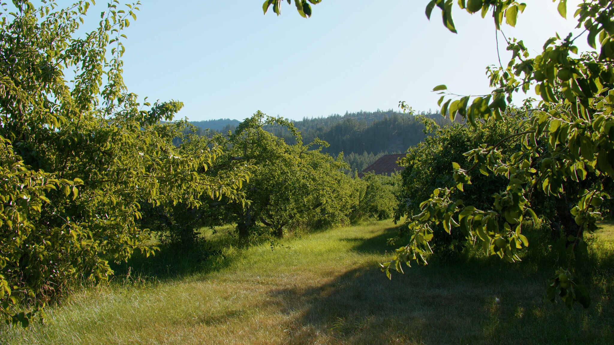 32 Apple Tree Dr, Kettle Falls, WA 99141 Sherman Creek Orchard and