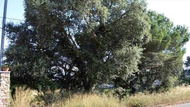 Land in Maçanet de la Selva, Gerona for sale - Floor Plan - Image 1 of 3