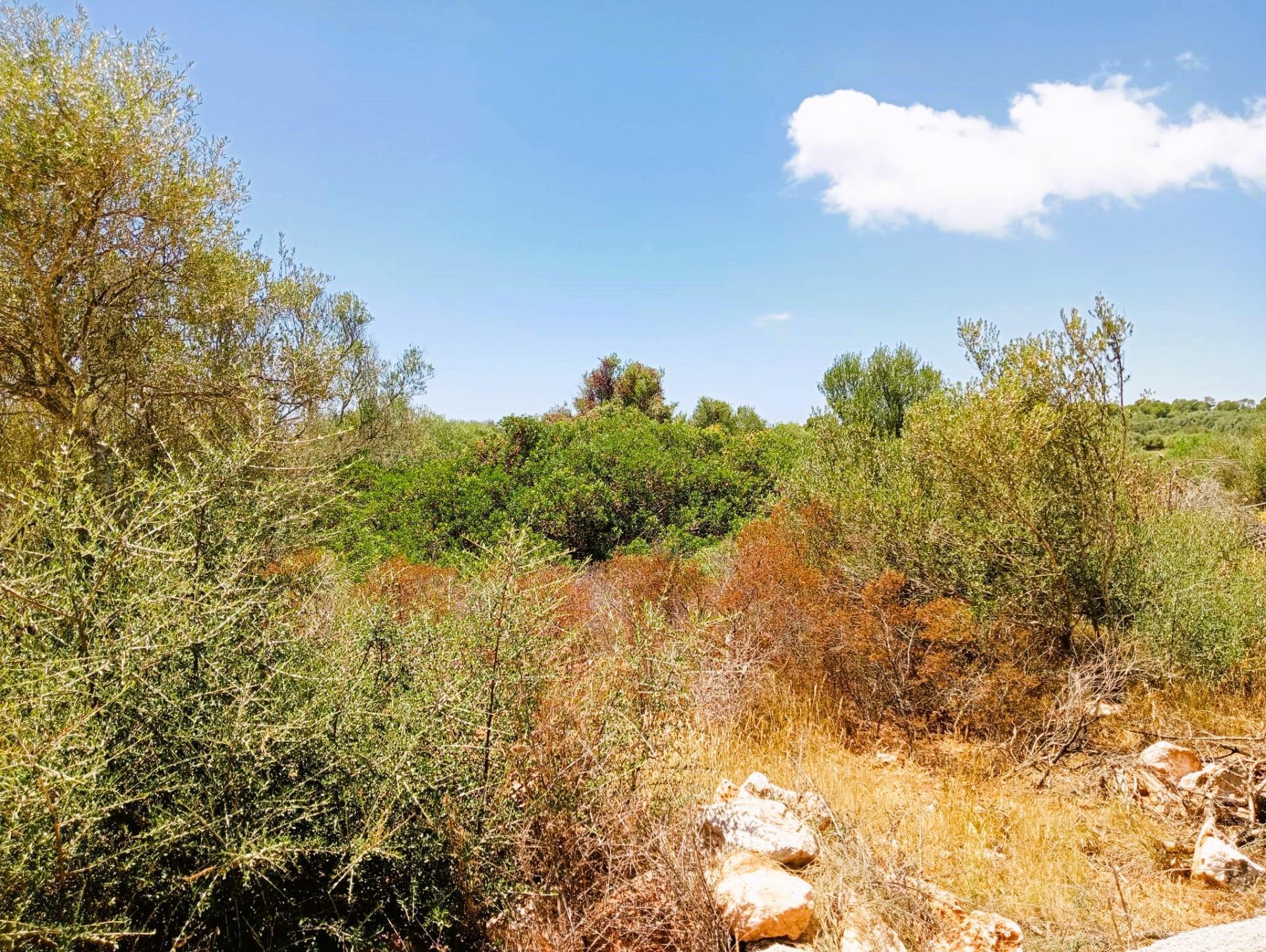 Land in Santanyí, Islas Baleares for sale Building Photo- Image 1 of 2