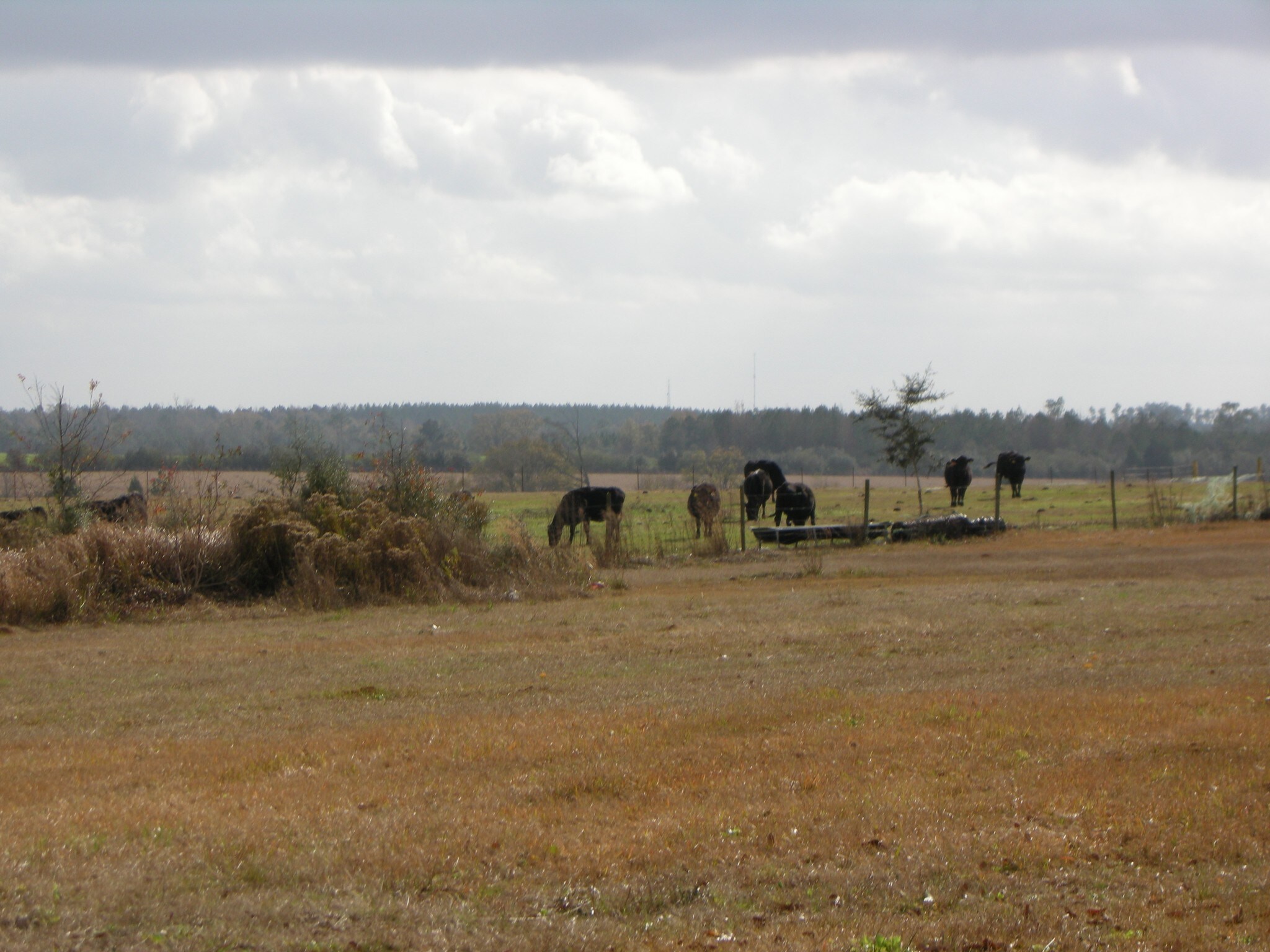 10020 Pilgrim Trl, Molino, FL for sale Building Photo- Image 1 of 1