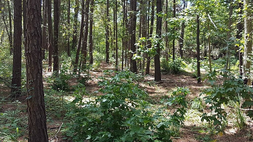 18285 Keenan Cut Off Rd, Montgomery, TX for sale Other- Image 1 of 1