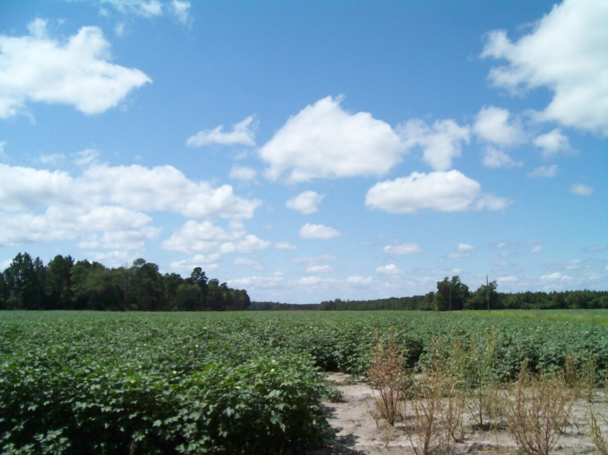 Alford Rd, Conway, SC 29526