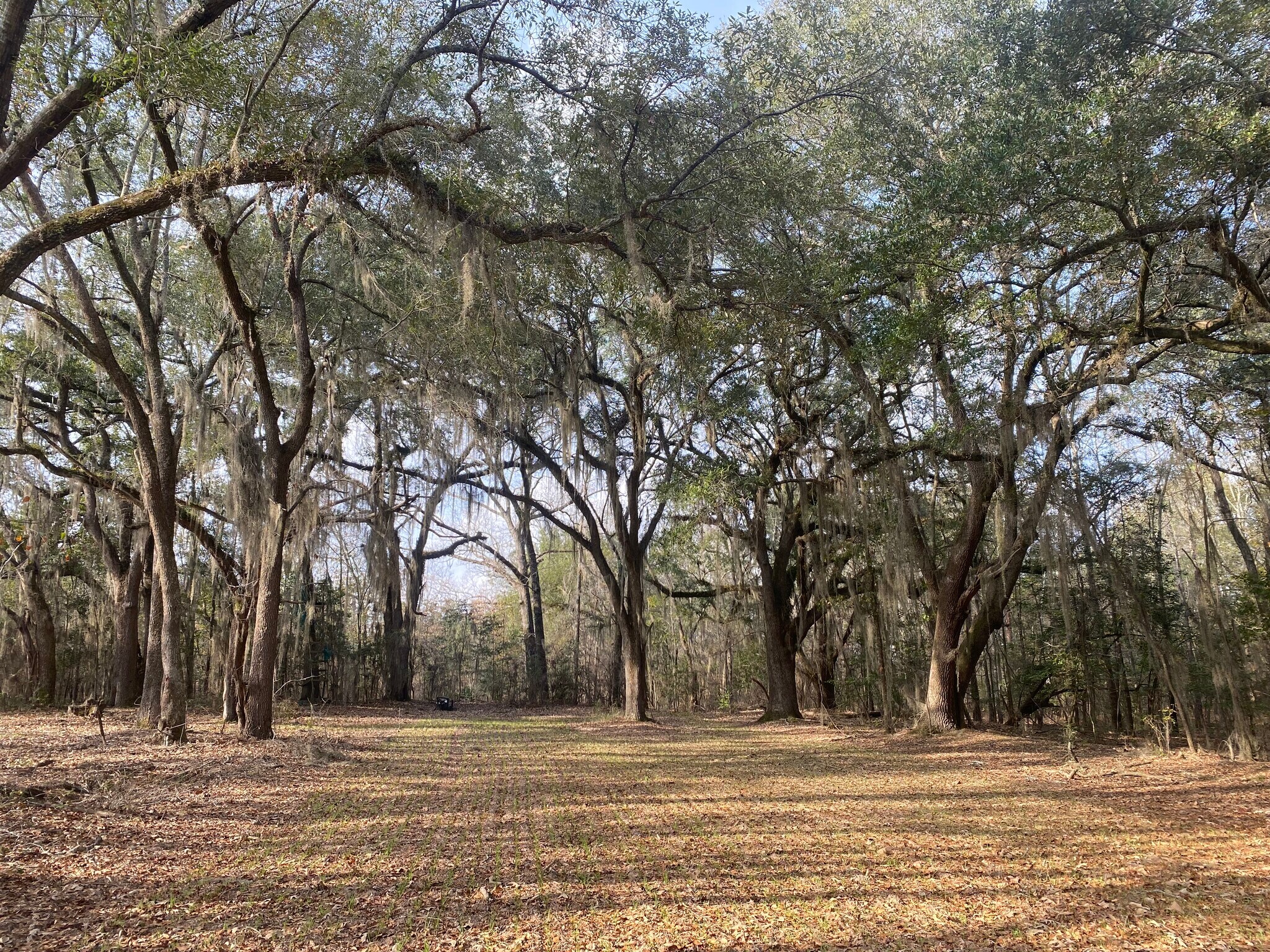 Fort Motte Rd, Saint Matthews, SC for sale Building Photo- Image 1 of 14