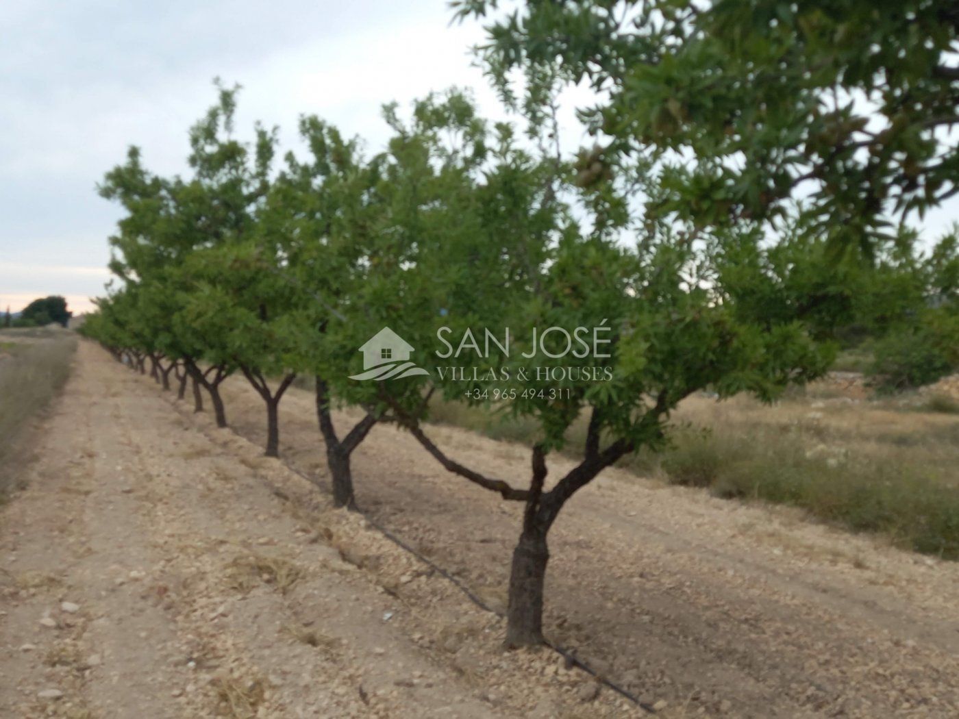 Land in Monóvar for sale Building Photo- Image 1 of 16